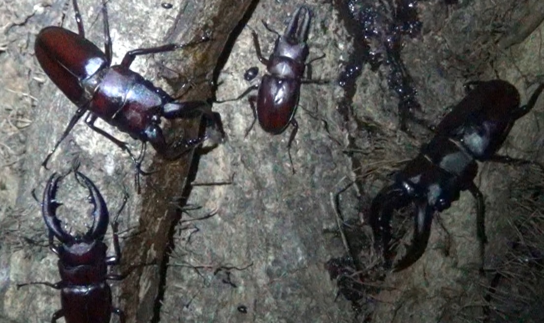 ピンポイントに群れるノコギリクワガタ_東京多摩地区・オアシスNo.12のクヌギ_2024年7月4日 夜